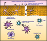 How HIV Infects Vaginal Tissue Image